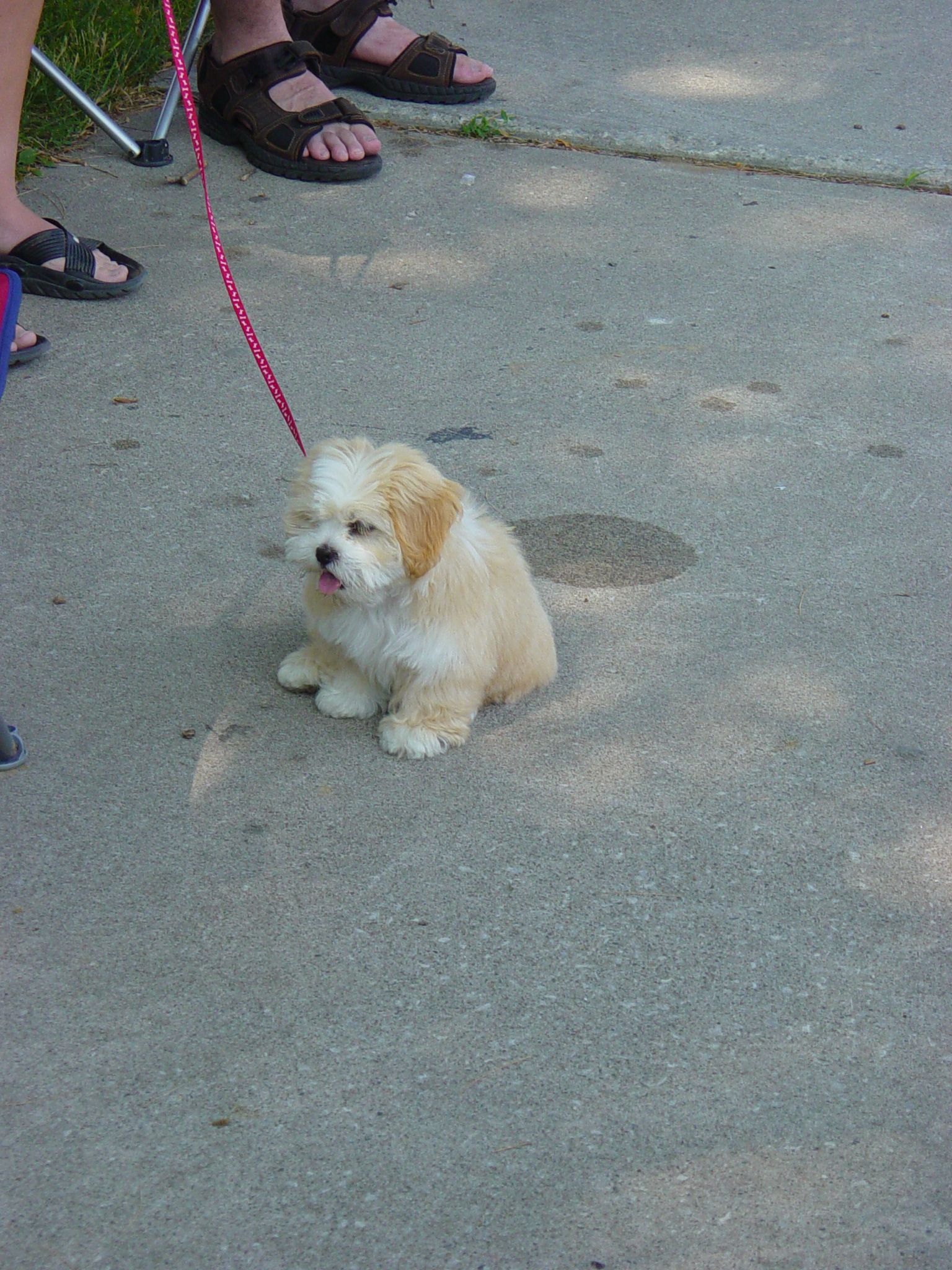 Cute puppy.  I tried and tried to get a good shot of it.